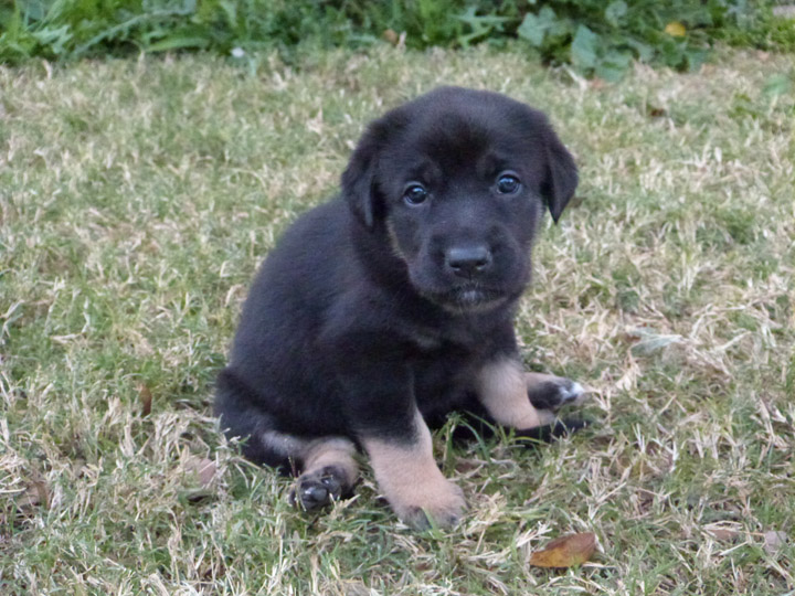 chinook dog